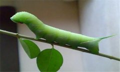 菜青蟲防治技術(shù)要點 有何危害？