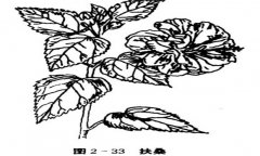 扶?；ㄔ趺答B(yǎng)，盆栽扶?；ㄔ趺答B(yǎng)才能開(kāi)好花