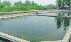 什么樣的魚(yú)塘適合培育魚(yú)苗？