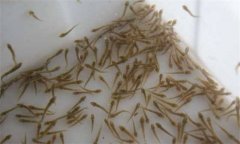 魚(yú)苗池為何要清整？