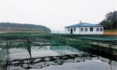 如何利用豆?jié){培育魚(yú)苗？