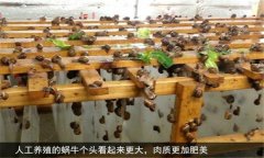 蝸牛怎么養(yǎng) 人工蝸牛養(yǎng)殖應(yīng)注意哪些問題？