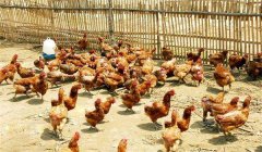 雞傳染性鼻炎的癥狀、病原及治療方法