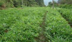 怎樣栽培毛竹，毛竹種植技術(shù)要點
