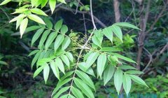 漆樹過敏怎么治療，割漆應(yīng)注意些什么