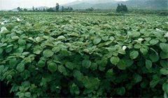 苧麻種植技術(shù)，冬季怎樣培育苧麻