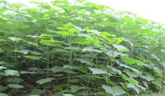 怎樣培育泡桐樹苗，培育泡桐樹苗的三種方法