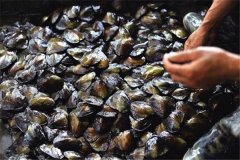 怎樣養(yǎng)珍珠，怎樣進(jìn)行河蚌育珠