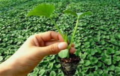 黃瓜栽培技術(shù)與管理：育苗、定植與管理