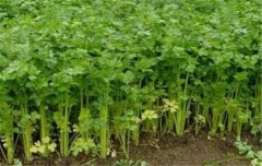 芹菜栽培技術(shù)要點(diǎn)：如何育苗、定植與田間管理