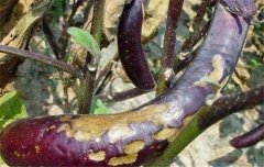 茄子病蟲害防治：茄子綿疫病、褐紋病、地老虎