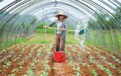 菜豆栽培時間與技術要點、病蟲害防治