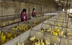 鵝飼養(yǎng)管理要求：雛鵝、小鵝、中鵝的飼養(yǎng)管理