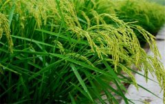水稻施肥量及比例您知道嗎？水稻要如何施肥？
