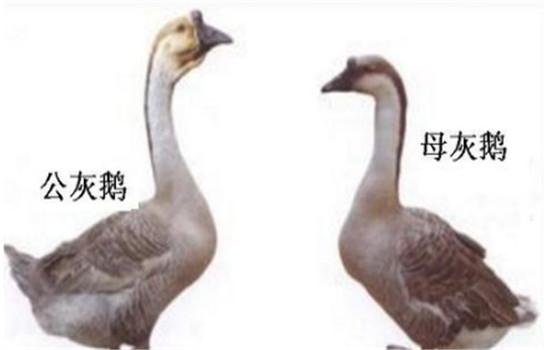 公、母鵝的配偶