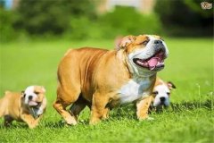 怎樣加強懷孕母犬飼養(yǎng)管理，防止胚胎死亡或流