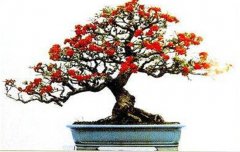 火棘如何盆栽？講述火棘種植的那些細(xì)節(jié)問題