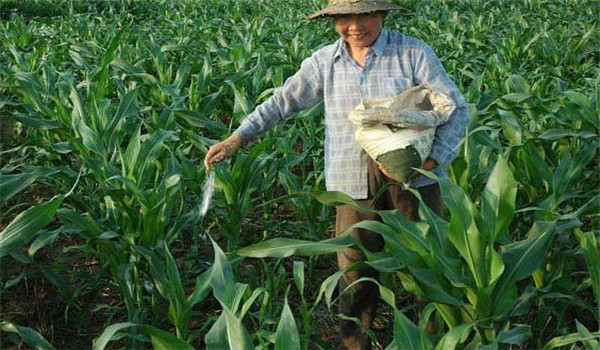 重施磷肥、巧施穗肥