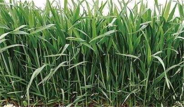 抗旱防漬、保根護(hù)葉