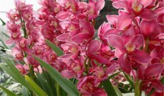 大花蕙蘭什么時(shí)候開(kāi)花，如何養(yǎng)護(hù)與管理