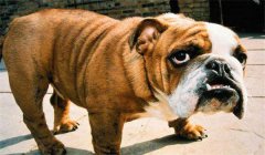 斗牛犬怎么訓(xùn)練定點(diǎn)大小便，如何正確飼養(yǎng)？