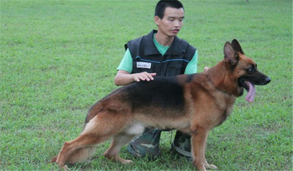 因犬制宜，區(qū)別對(duì)待