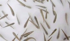 魚(yú)苗放養(yǎng)密度多少合適，需注意什么？
