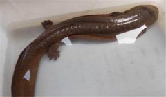 娃娃魚(yú)可以吃嗎？人工養(yǎng)殖的娃娃魚(yú)可以吃喲！