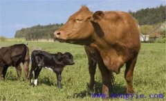 一頭牛大概有多少斤、一頭牛能出多少斤肉？