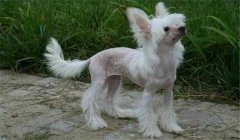 冠毛犬多少錢一只？怎樣選購(gòu)與飼養(yǎng)中國(guó)冠毛犬