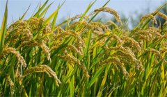 為什么說農(nóng)作物白根有勁、黃根保命、黑根生病