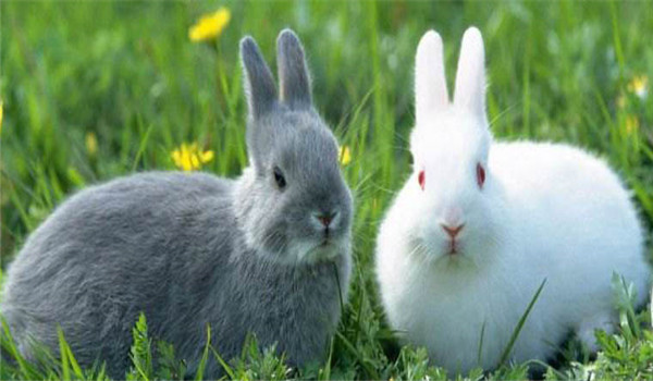 更換飼料、逐漸遞減