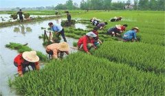 中稻什么時(shí)候下種、幾月收割？