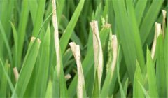 怎樣防止雜交水稻的白葉枯病 用什么藥治療？