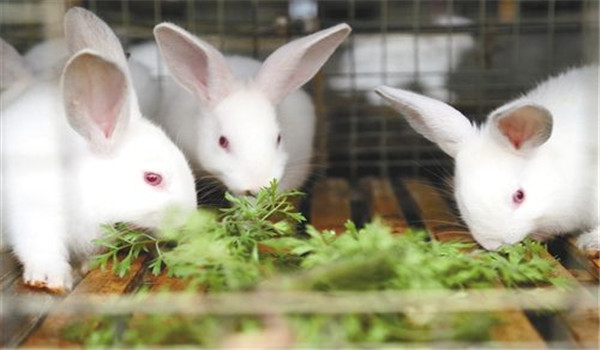喂新鮮、優(yōu)質(zhì)的飼料