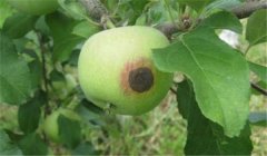 蘋(píng)果腐爛病用什么藥最有效，如何預(yù)防？