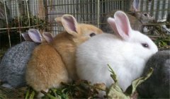 泌乳母兔的飼養(yǎng)管理，提供泌乳母兔飼料配方