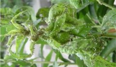 繡線菊蚜危害癥狀，種植蘋(píng)果如何防治繡線菊蚜