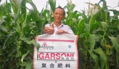 玉米基肥比例多少好，玉米基肥施多少合適？