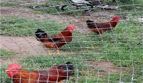 公、母分欄飼養(yǎng)