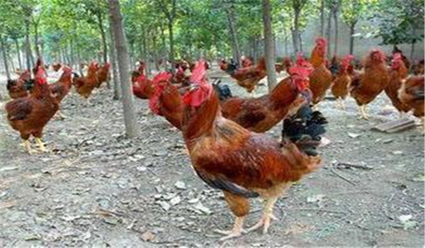 種雞公、母要分開飼養(yǎng)