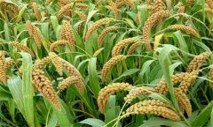 小米種植時間是何時 小米種植技術(shù)和方法、步驟