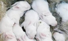 仔兔的飼養(yǎng)管理要點(diǎn)，仔兔睡眠期管理的方法