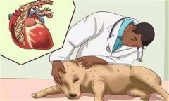 狗鉤蟲病的癥狀 狗鉤蟲病怎么治、多久可以治好