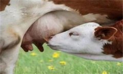 羊乳房炎癥腫塊怎么治療，是怎么引起的