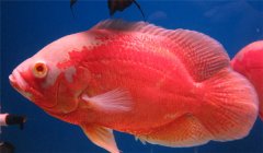 豬仔魚水溫多少合適 豬仔魚怎么養(yǎng)？