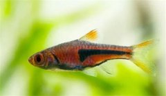 三角燈魚(yú)好養(yǎng)嗎？養(yǎng)殖三角燈魚(yú)溫度多少合適