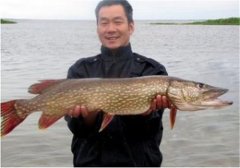 如何飼養(yǎng)白斑狗魚，白斑狗魚的養(yǎng)殖技術(shù)要點