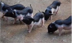 漢普夏豬是什么品種，有哪些生產(chǎn)優(yōu)勢?