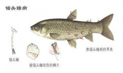 病錨頭鳋病怎么治療，用什么藥治療